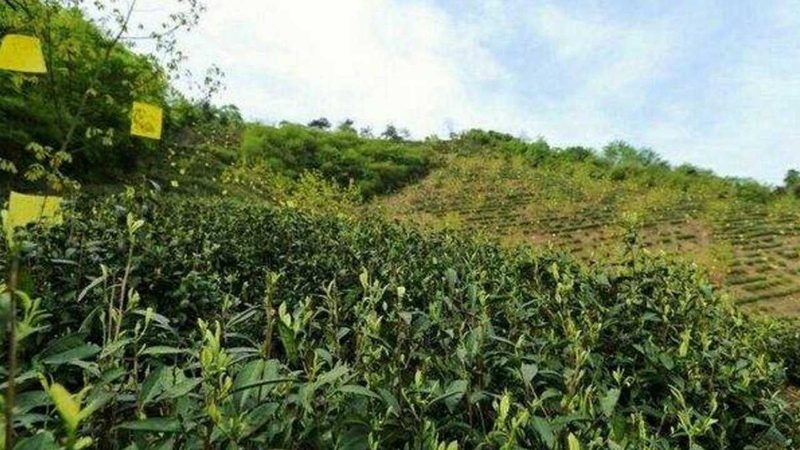山地丘陵植保无人机：如何选择最适合的利器