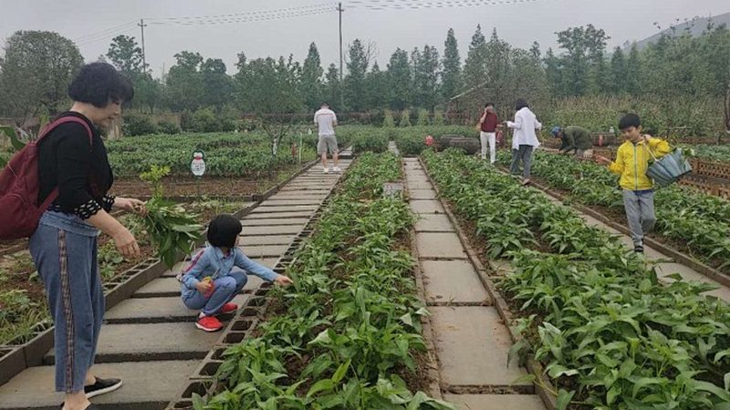 绿色水果种植允许使用的农药，需符合以下标准：