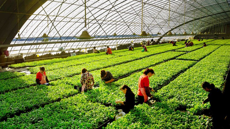 大棚种植技术：批发价格背后的考量因素**