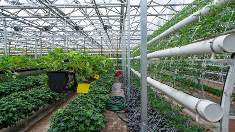 种植培训课程大纲：如何提升农业种植技能**