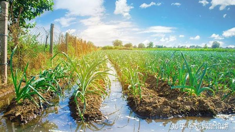 成都农资批发：优缺点剖析与选购策略
